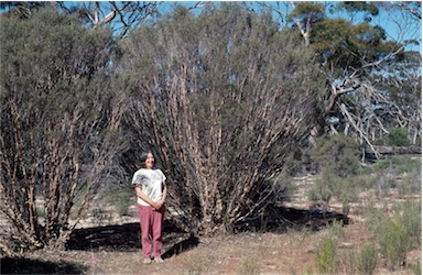 APII jpeg image of Melaleuca exuvia  © contact APII