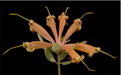 APII jpeg image of Lambertia inermis  © contact APII