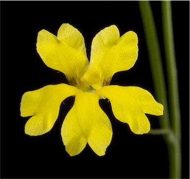 APII jpeg image of Goodenia pulchella  © contact APII