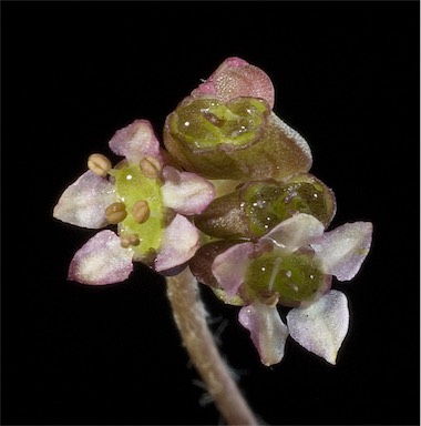 APII jpeg image of Centella asiatica  © contact APII