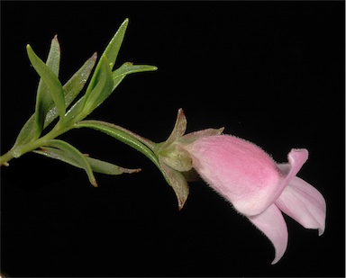 APII jpeg image of Eremophila clarkei  © contact APII