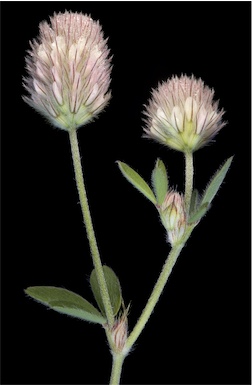 APII jpeg image of Trifolium arvense  © contact APII