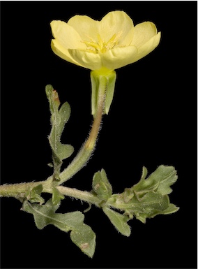 APII jpeg image of Oenothera laciniata  © contact APII