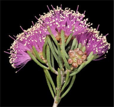 APII jpeg image of Melaleuca calyptroides  © contact APII