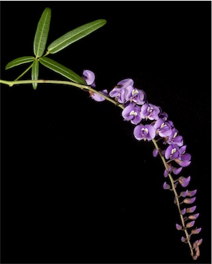 APII jpeg image of Hardenbergia comptoniana  © contact APII