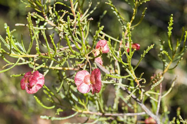 APII jpeg image of Dodonaea lobulata  © contact APII