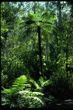 APII jpeg image of Cyathea australis  © contact APII