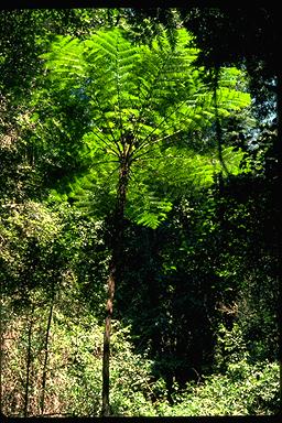 APII jpeg image of Cyathea cooperi  © contact APII