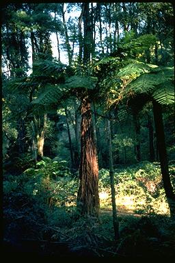 APII jpeg image of Cyathea marcescens  © contact APII