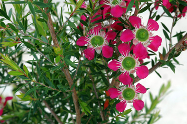 APII jpeg image of Leptospermum 'Pageant'  © contact APII