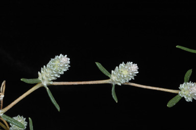 APII jpeg image of Gomphrena sordida  © contact APII