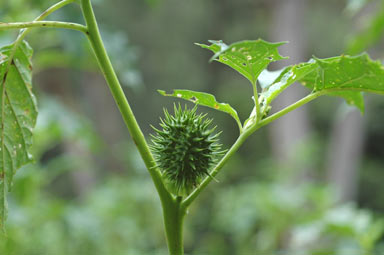 APII jpeg image of Datura stramonium  © contact APII