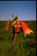 Blandfordia grandiflora - click for larger image
