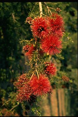 APII jpeg image of Kunzea baxteri  © contact APII