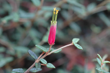 APII jpeg image of Correa decumbens  © contact APII