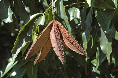 APII jpeg image of Flindersia pimenteliana  © contact APII