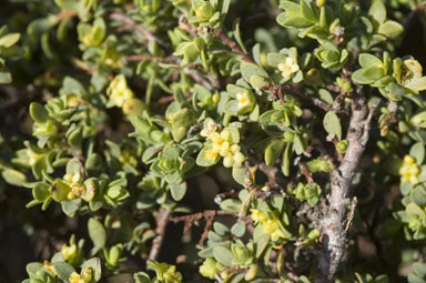 APII jpeg image of Pimelea serpyllifolia  © contact APII