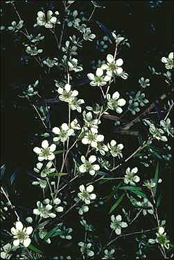 APII jpeg image of Leptospermum 'Copper Crest'  © contact APII