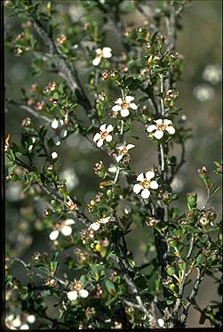 APII jpeg image of Leptospermum maxwellii  © contact APII