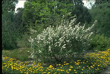 APII jpeg image of Leptospermum nitidum  © contact APII