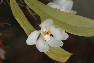 APII jpeg image of Sarcochilus falcatus  © contact APII