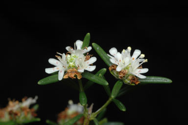 APII jpeg image of Westringia cephalantha  © contact APII