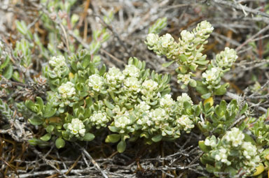 APII jpeg image of Poranthera oreophila  © contact APII