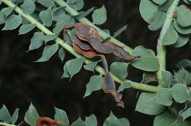 APII jpeg image of Acacia uncinata  © contact APII