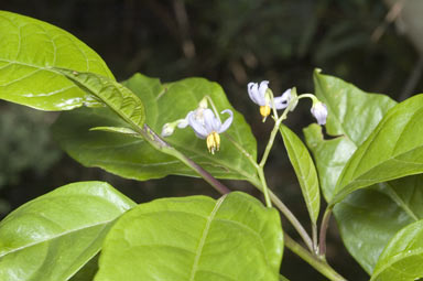 APII jpeg image of Solanum viridifolium  © contact APII