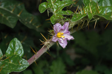 APII jpeg image of Solanum cinereum  © contact APII