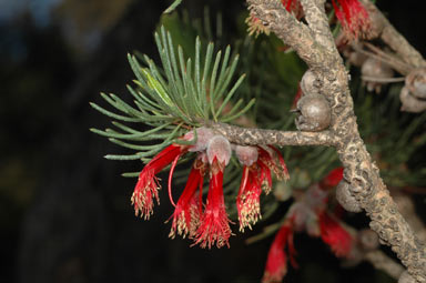 APII jpeg image of Calothamnus villosus  © contact APII