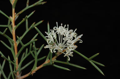 APII jpeg image of Hakea lissocarpha  © contact APII