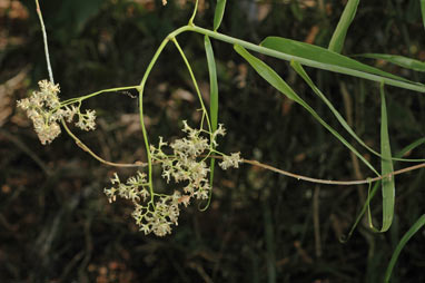 APII jpeg image of Flagellaria indica  © contact APII