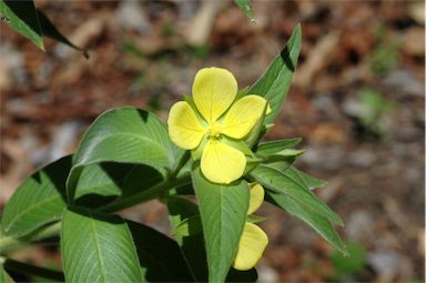 APII jpeg image of Ludwigia octovalvis  © contact APII