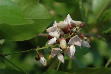 APII jpeg image of Pongamia pinnata var. pinnata  © contact APII