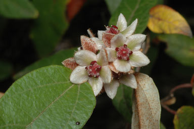 APII jpeg image of Lasiopetalum macrophyllum  © contact APII