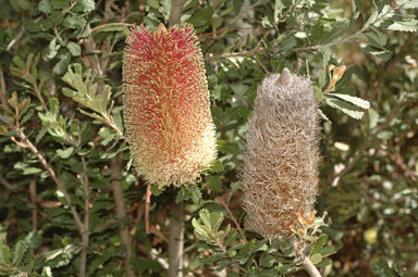 APII jpeg image of Banksia praemorsa  © contact APII