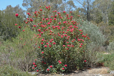 APII jpeg image of Telopea 'Corroboree'  © contact APII