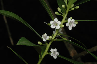 APII jpeg image of Myoporum insulare  © contact APII