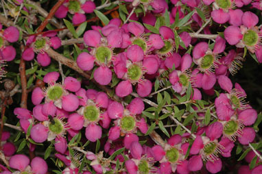 APII jpeg image of Leptospermum 'Pageant'  © contact APII