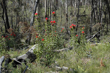 APII jpeg image of Telopea speciosissima  © contact APII