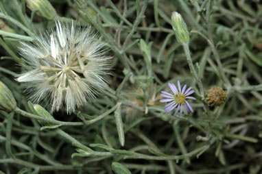 APII jpeg image of Vittadinia gracilis  © contact APII