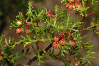 APII jpeg image of Dodonaea subglandulifera  © contact APII