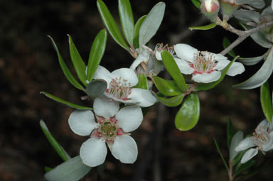 APII jpeg image of Leptospermum deuense  © contact APII