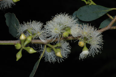 APII jpeg image of Eucalyptus camphora subsp. camphora  © contact APII