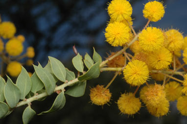 APII jpeg image of Acacia sertiformis  © contact APII