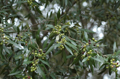 APII jpeg image of Olea europaea subsp. cuspidata  © contact APII