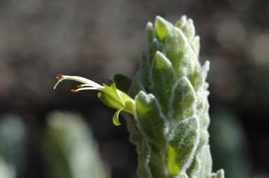 APII jpeg image of Eremophila subfloccosa subsp. subfloccosa  © contact APII