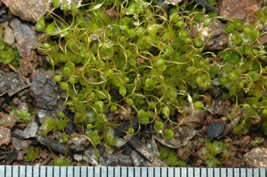 APII jpeg image of Funaria hygrometrica  © contact APII