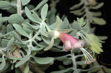 APII jpeg image of Eremophila forrestii subsp. forrestii  © contact APII